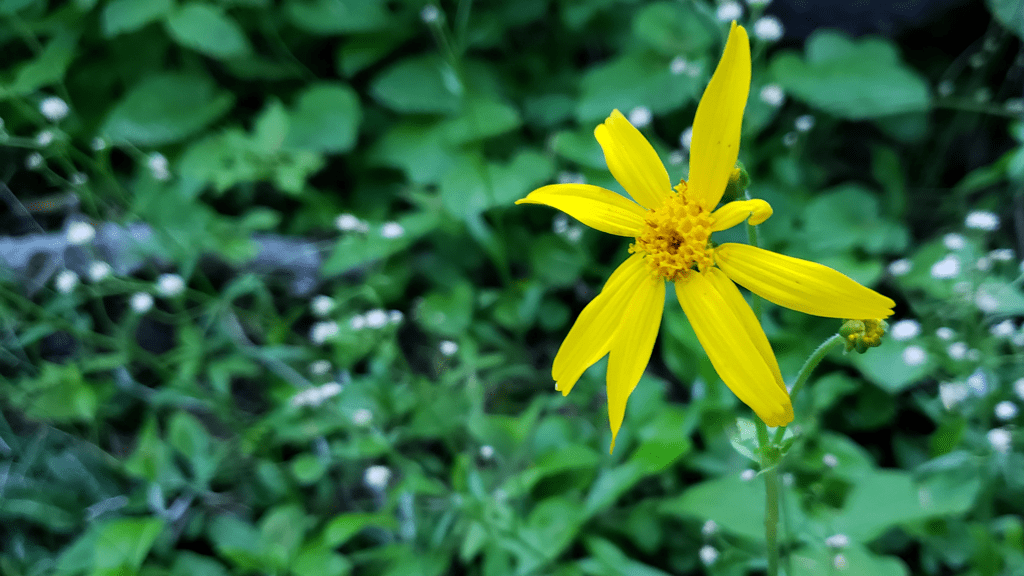 Yellow flower surrounded by smaller green foliage